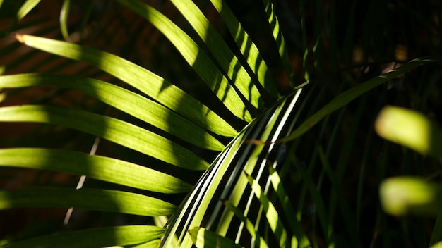 Jungle exotique forêt tropicale atmosphère tropicale palmier fronde juteuse fraîche dans la forêt amazonienne ou le jardin contraste sombre verdure naturelle feuillage luxuriant écosystème à feuilles persistantes paradis esthétique arrière-plan