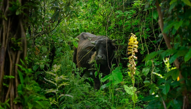 Jungle De La Faune Sur Le Continent Asiatique