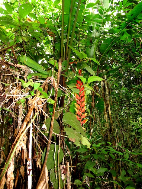 Jungle sur le fleuve Amazone au Pérou en Amérique du Sud