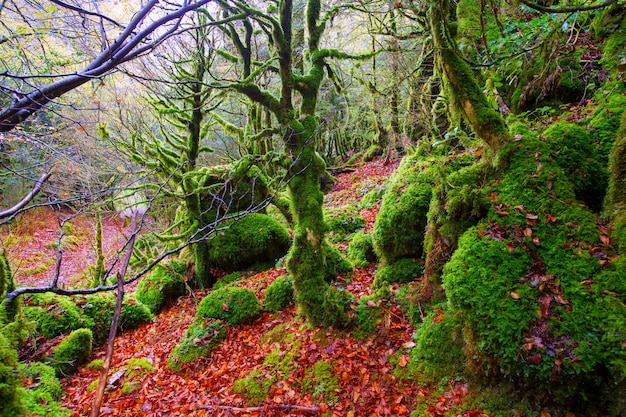 Jungle de hêtres Selva de Irati en automne dans les Pyrénées de Navarre en Espagne