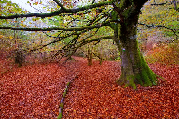 Jungle de hêtres Selva de Irati en automne dans les Pyrénées de Navarre en Espagne