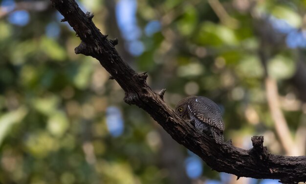 Photo jungle owlet glaucidium radiatum oiseau perché sur une branche d'arbre en forêt