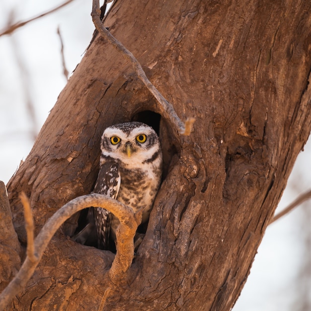 Jungle Owlet