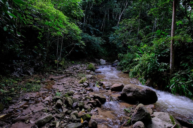 Jungle et rivière