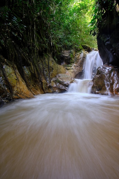 Jungle et rivière