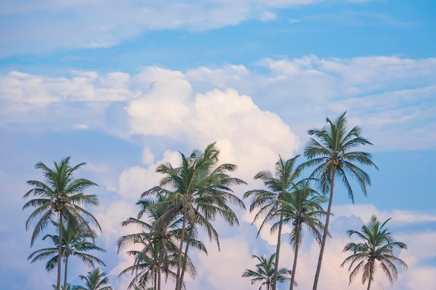 Jungle tropicale en arrière-plan sur le ciel