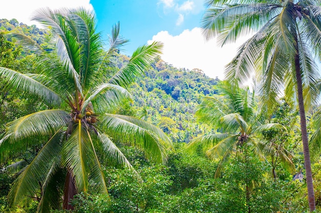 Jungle verte avec de grands palmiers et forêt sur la montagne La nature de la forêt tropicale en Asie