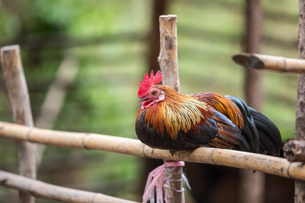 Junglefowl, beau poulet dans la nature de la Thaïlande