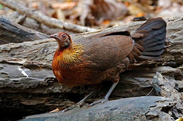 Junglefowl rouge Gallus gallus Belles femelles de Thaïlande