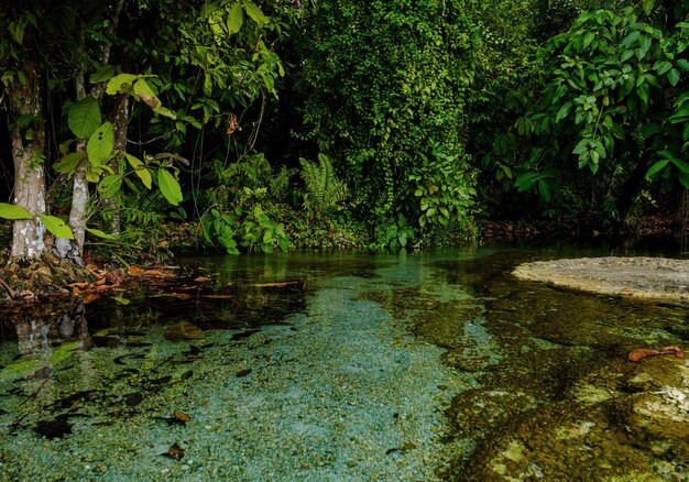 Jungles tropicales d'Asie du Sud-Est en hiver Thaïlande