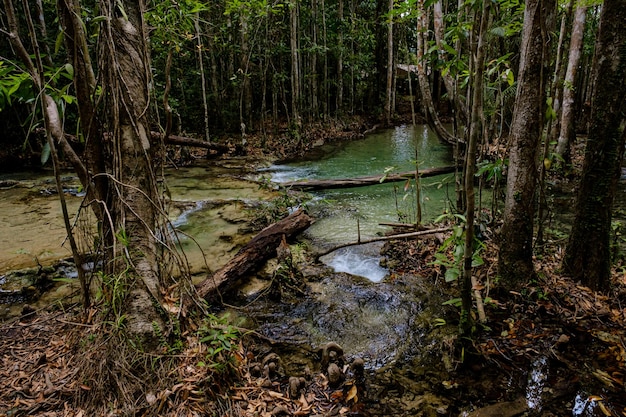 Jungles tropicales d'Asie du Sud-Est en hiver Thaïlande