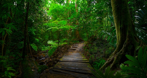 Jungles tropicales d'Asie du Sud-Est