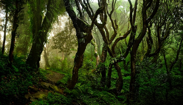 Jungles tropicales d'Asie du Sud-Est