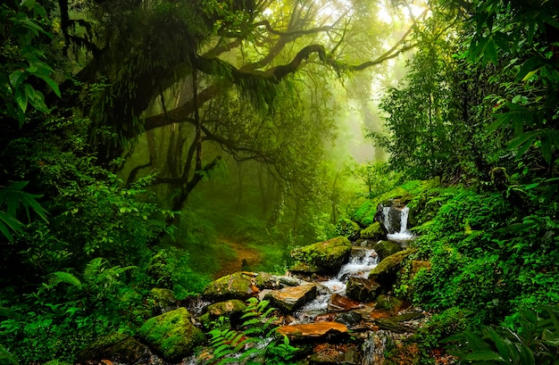 Jungles tropicales d'Asie du Sud-Est
