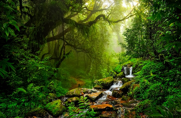 Jungles tropicales d'Asie du Sud-Est