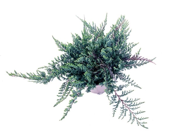 Photo juniperus horizontalis dans le studio