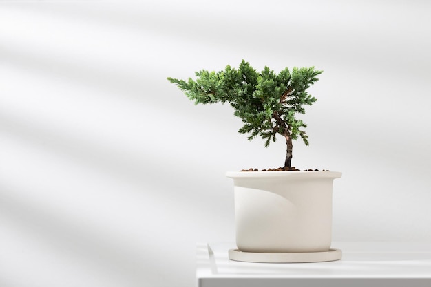 Juniperus procumbens ou genévrier rampant dans un pot en céramique blanche