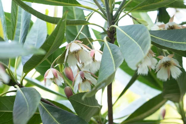 Jupons fleur de fée Muguet dans le jardin