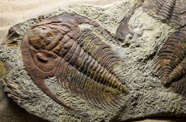 Jurassique fossilisé