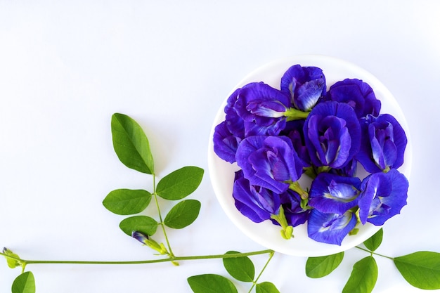 Jus de pois fleurs placé sur fond blanc