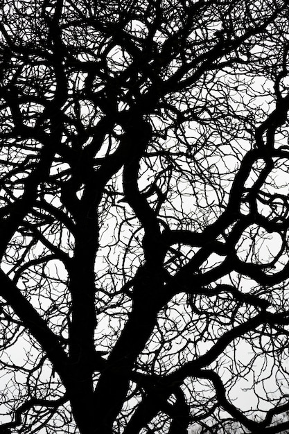 Photo jusqu'à la silhouette des branches d'arbres sans feuilles sur blanc