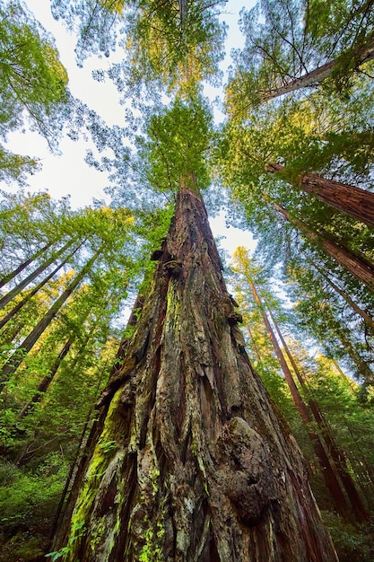Jusqu'à la tronc de l'arbre gigantesque de la forêt Redwood