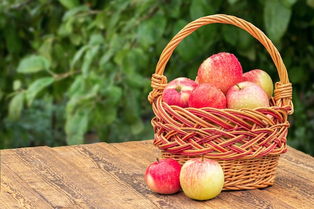 Juste Des Pommes Cueillies Dans Un Panier En Osier Sur Des Planches En Bois Avec Un Arbre En Arrière-plan