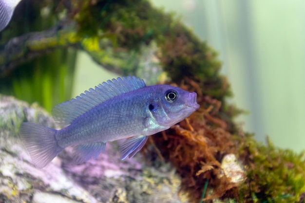 Photo un juvénile de cichlidée bleue du malawi dans un aquarium domestique