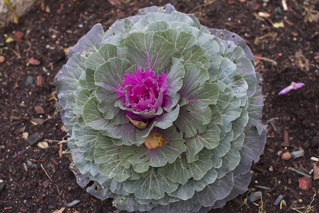 Kachan Blooming chou sauvage avec un centre rose Brassica olerecea