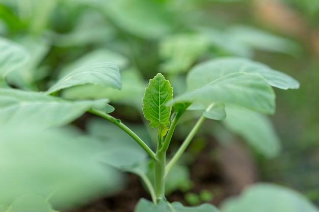 Kailaan Parcelles De Légumes Biologiques En Thaïlande.