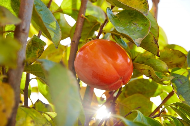 kaki fruits kaki dans l&#39;arbre avec des feuilles