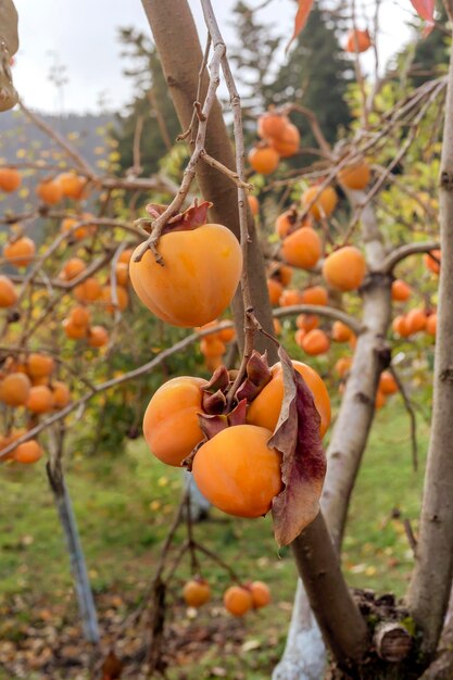 Kaki de maturation accroché à une branche