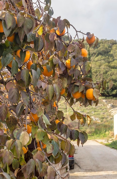 Kaki de maturation accroché à une branche