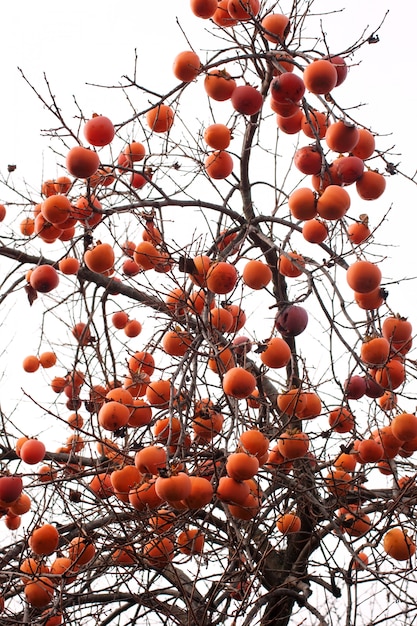 Kakis sur l&#39;arbre