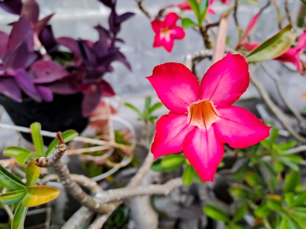 Kalachuchi également connu sous le nom scientifique de Plumeria rubra Il porte le nom commun Frangipani ou fleur de temple