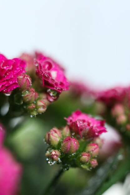 Kalanchoe blossfeldiana également connu sous le nom de kalanchoe est une espèce de plante à fleurs