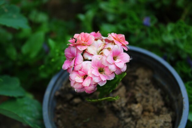 Photo kalanchoe blossfeldiana est une plante d'intérieur herbacée et largement cultivée du genre kalanchoe