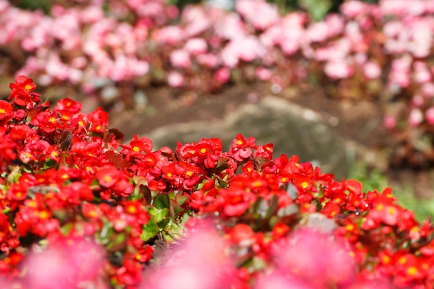 Kalanchoe blossfeldiana rouge est fond de fleurs bokehfocus sélectif