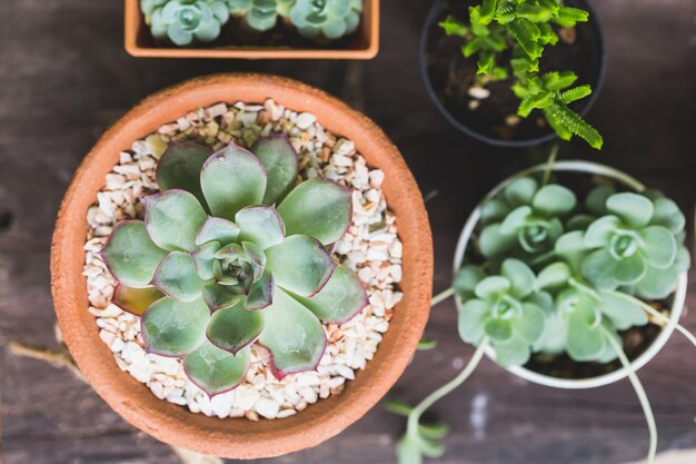 Kalanchoe Plantes sur table en bois