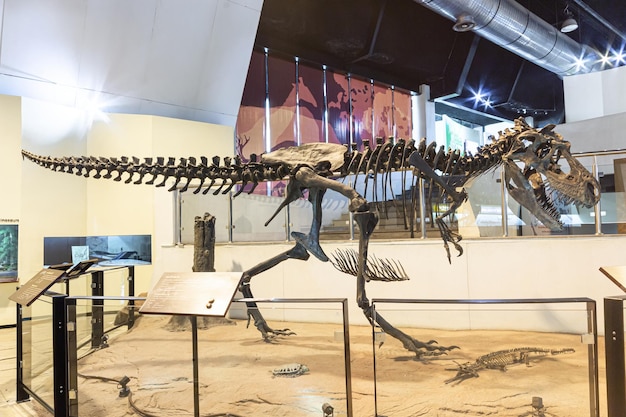 Photo kalasin thaïlande 16 août 2022 le squelette de tyrannosaurus rex a été exposé au musée sirindhorn