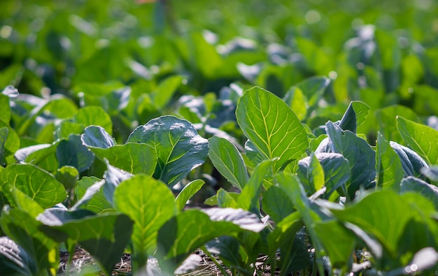 Kale chinois planté dans le jardin