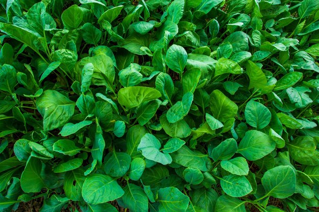 Kale GardenJeune chou frisé poussant dans le jardinUn tas de chou frisé chinois vendu sur le marché