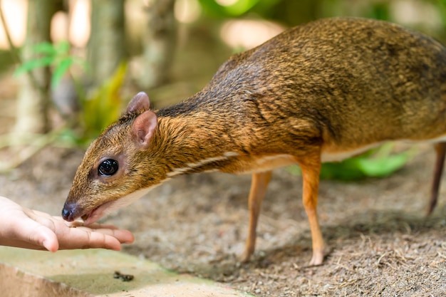 Kanchil est un joli bébé cerf des tropiques. Le cerf de la souris est l'un des animaux les plus inhabituels. Souris à onglons.