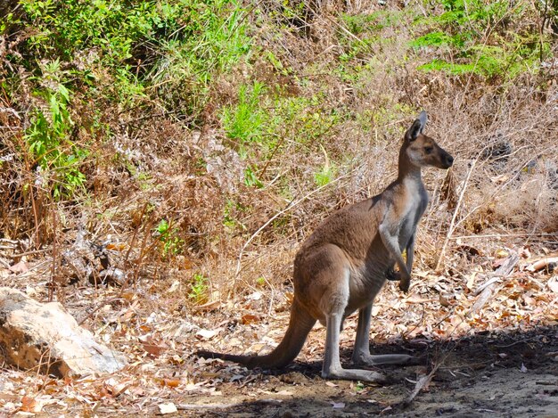 Photo un kangourou sur un champ dans le parc national de yanchep