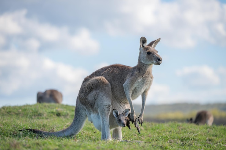 Photo un kangourou dans un champ