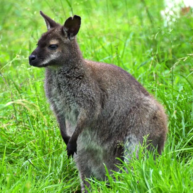 Photo un kangourou dans l'herbe avec un fond blanc