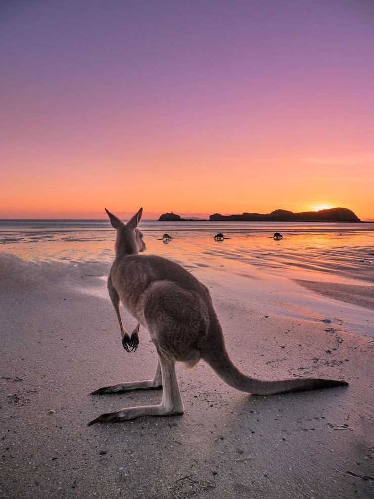 Photo un kangourou debout sur la plage contre le ciel au coucher du soleil