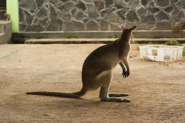 Un kangourou est dans une cage