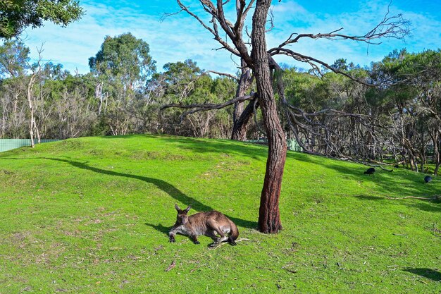 Le kangourou sur l'herbe Sanctuaire au clair de lune Melbourne Australie