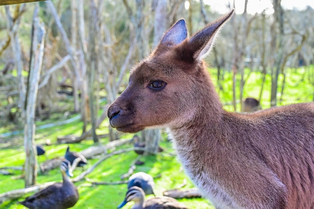 Photo le kangourou sur l'herbe sanctuaire au clair de lune melbourne australie